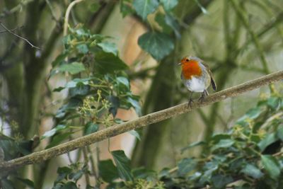 Close-up of bird perching on tree