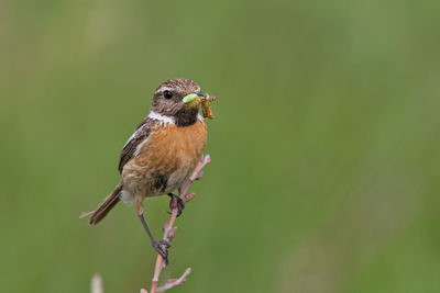 Close-up of bird eating insects