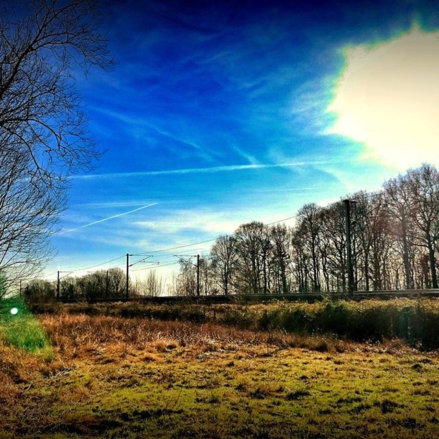 tree, sky, tranquility, field, grass, bare tree, tranquil scene, landscape, sunlight, blue, sun, nature, sunbeam, scenics, cloud - sky, beauty in nature, growth, grassy, lens flare, cloud