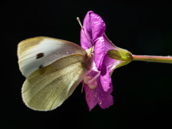 Close-up of flower over black background