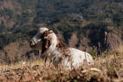 View of an animal on land