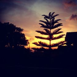 Silhouette of trees at sunset