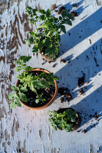 High angle view of plants growing on table