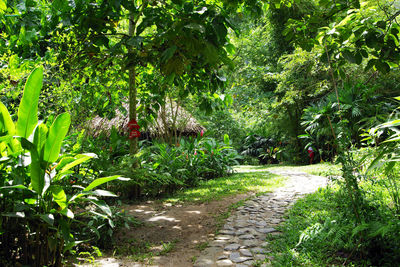 Footpath in garden