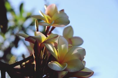 Low angle view of frangipani on plant against sky