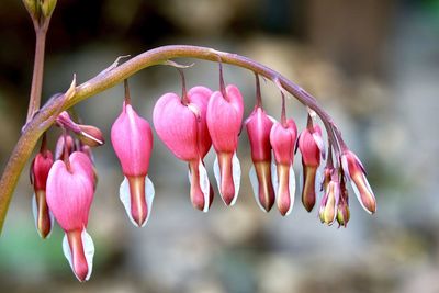 Close-up of pink flowers