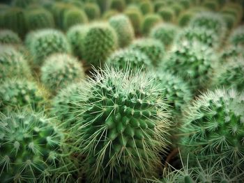 High angle view of succulent plant on field