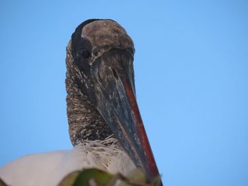 Low angle view of eagle against clear blue sky