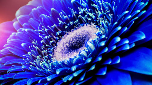 Close-up of purple flowering plant