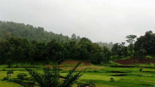 Trees on field against sky