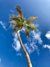 Low angle view of palm tree against blue sky