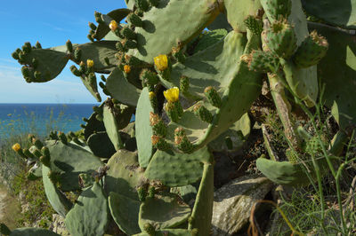 Plants growing by sea