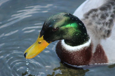 Close-up of two birds in water