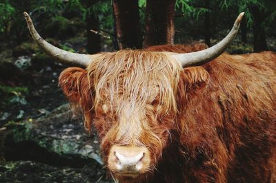 Highland cattle