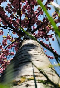 Low angle view of cherry tree against sky