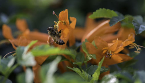 Close-up of bee pollinating on orange flower