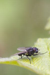 Close-up of fly on leaf