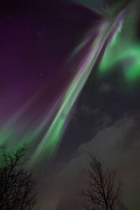 Scenic view of tree against sky at night