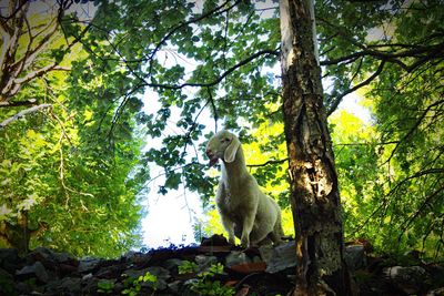 Dog sitting on tree trunk in forest