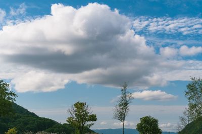 Low angle view of trees against cloudy sky