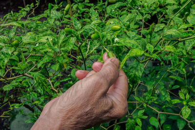Close-up of man hand holding plants