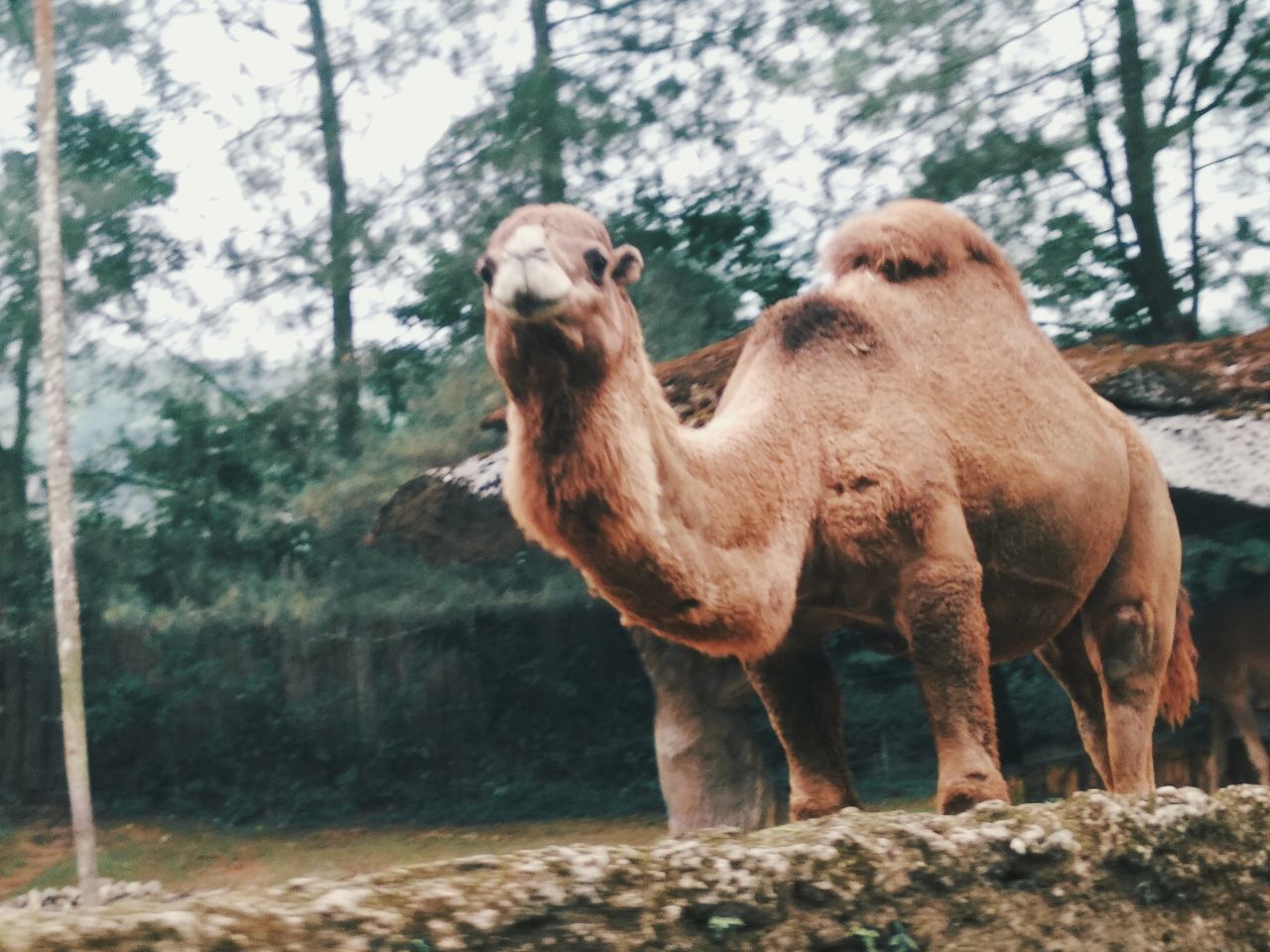 ELEPHANT STANDING IN RANCH