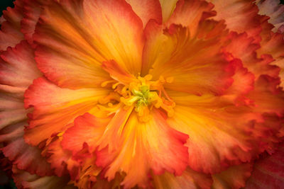 Full frame shot of yellow flowering plant