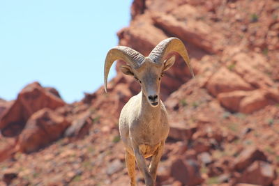 Close-up of goat