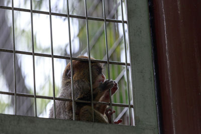 Low angle view of monkey in cage