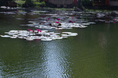 People swimming in lake