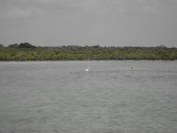 Bird swimming in sea