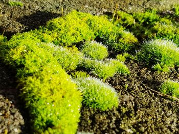 High angle view of plant growing on field