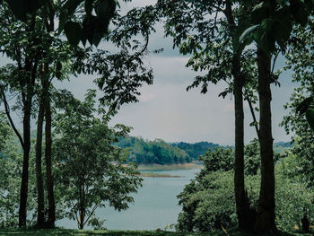 Trees by lake in forest against sky