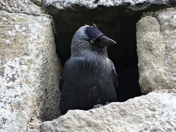 Jackdaw amidst stones