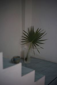 Close-up of potted plant on table at home