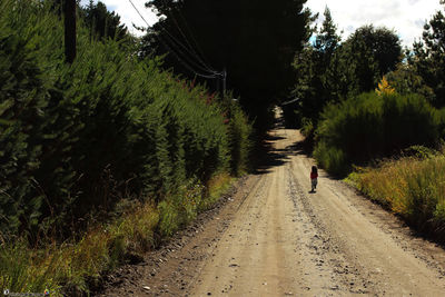 Rear view of person walking on road amidst trees