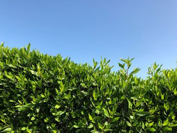 Crops growing on field against clear blue sky