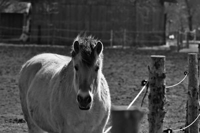 View of a horse on field