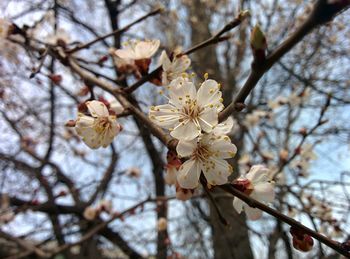 Low angle view of apple blossoms in spring