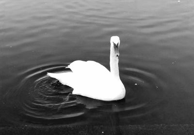 High angle view of swan swimming in lake