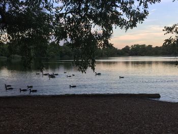 Birds at lakeshore against sky