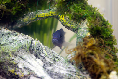 Close-up of snake on rock