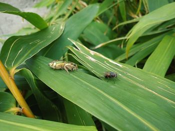 Close-up of insect on leaves