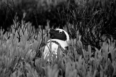 View of an animal on land