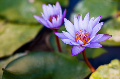 Close-up of purple water lily in pond