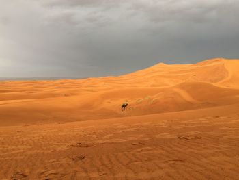 Tourists in a desert