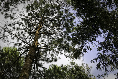 Low angle view of trees in forest against sky