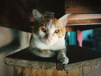 Close-up portrait of cat sitting