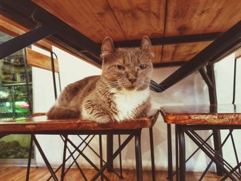 Cat sitting on chair