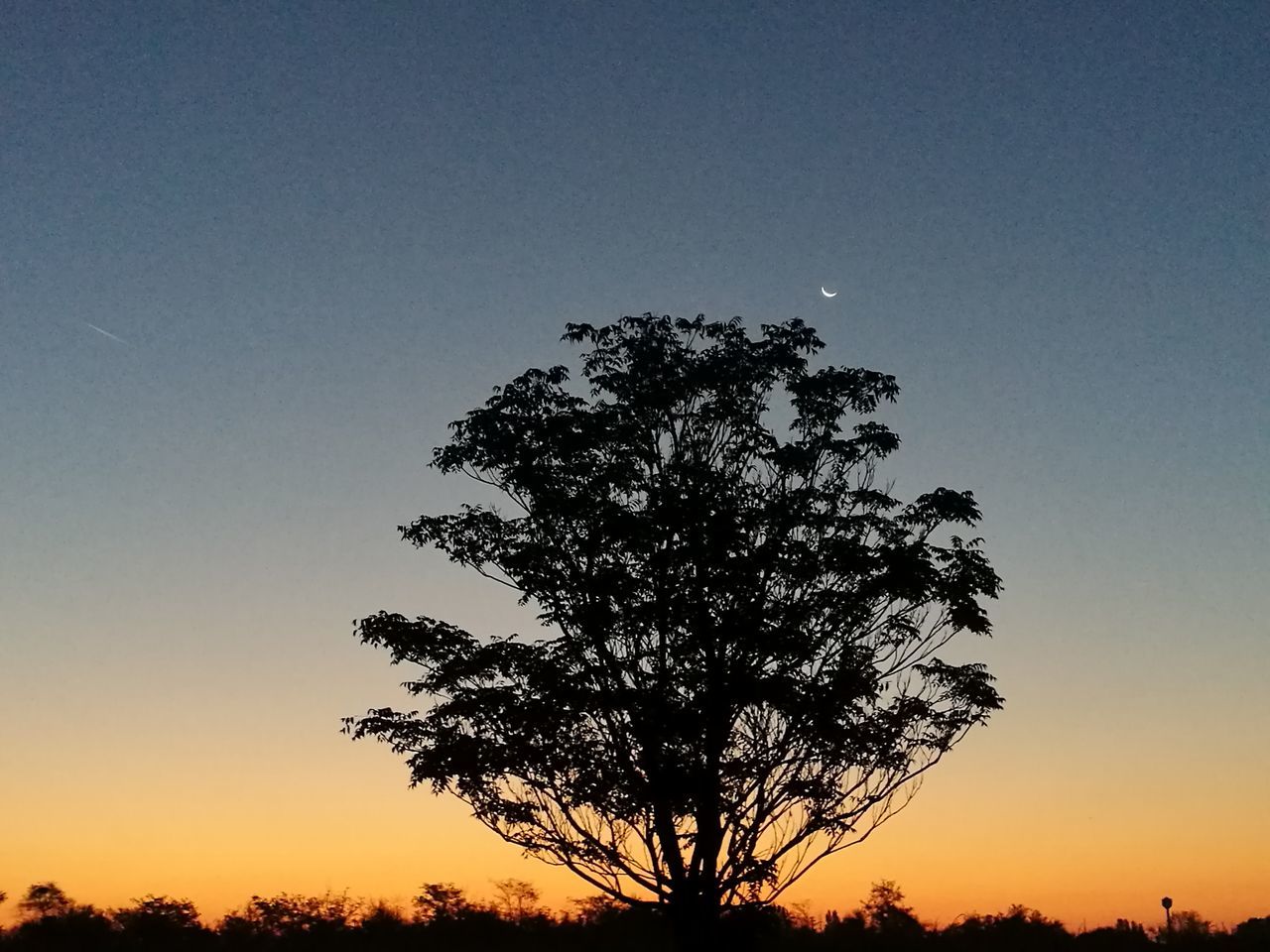 SILHOUETTE TREE ON LANDSCAPE AGAINST CLEAR SKY